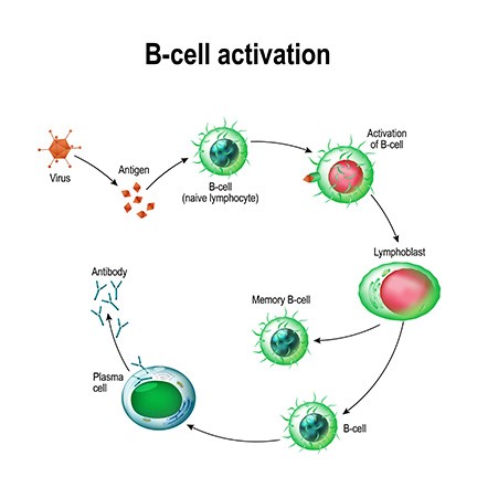 B-клетки